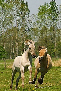 Liebenthaler horses